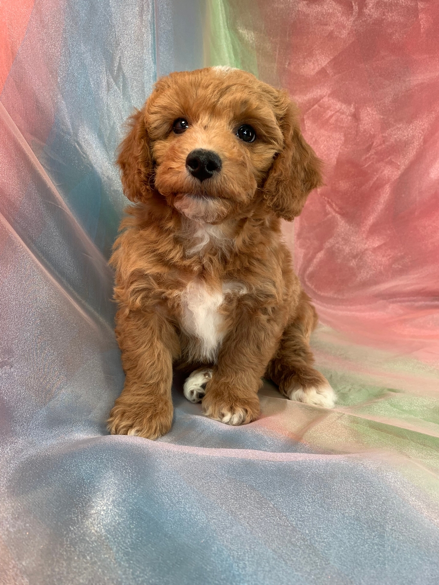 Red and White Male Bichon Poodle Puppy for Sale DOB 11-18-2022 $1200